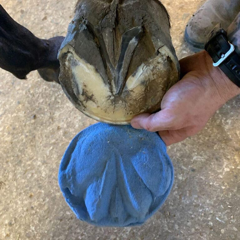 Paniolo Hoof Support - Image 2